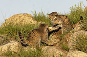 Pallas's cat (Otocolobus manul), Babies playing at den, Steppe area, East Mongolia, Mongolia, Asia