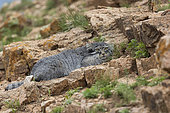 Chat de Pallas (Otocolobus manul), Femelle adulte sur un rocher, Steppe, Est de la Mongolie, Mongolie