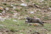Chat de Pallas (Otocolobus manul), jeune courant vers sa tanière, Steppe, Est de la Mongolie, Mongolie