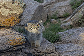 Chat de Pallas Otocolobus manul), Femelle adulte sur un rocher, Steppe, Est de la Mongolie, Mongolie