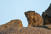 Pallas's cat (Otocolobus manul), Den, Baby,Vole in the mouth, Steppe area, East Mongolia, Mongolia, Asia