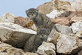 Chat de Pallas (Otocolobus manul), jeunes à la tanière, Steppe, Est de la Mongolie, Mongolie