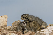 Pallas's cat (Otocolobus manul), Babies with mother at den, Steppe area, East Mongolia, Mongolia, Asia