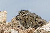 Chat de Pallas Otocolobus manul), jeunes avec leur mère à la tanière, Steppe, Est de la Mongolie, Mongolie