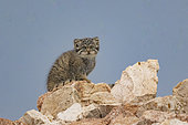 Chat de Pallas (Otocolobus manul), jeune à la tanière, Steppe, Est de la Mongolie, Mongolie