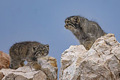 Pallas's cat (Otocolobus manul), Babies with mother at den, Steppe area, East Mongolia, Mongolia, Asia