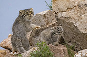 Pallas's cat (Otocolobus manul), Baby with mother at den, Steppe area, East Mongolia, Mongolia, Asia