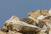 Chat de Pallas (Otocolobus manul), jeunes à la tanière, Steppe, Est de la Mongolie, Mongolie