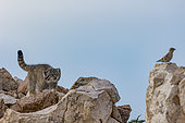 Chat de Pallas (Otocolobus manul), jeune à la tanière avec un Moineau soulcie (Petronia petronia) nichant dans les mêmes rochers, Est de la Mongolie, Steppe, Mongolie