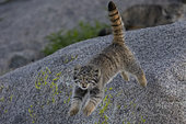 Pallas's cat (Otocolobus manul), Baby playing at den, Steppe area, East Mongolia, Mongolia, Asia