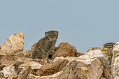 Pallas's cat (Otocolobus manul), Baby with mother at den, Steppe area, East Mongolia, Mongolia, Asia