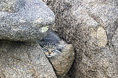 Pallas's cat (Otocolobus manul), Female adult on a rock, Steppe area, East Mongolia, Mongolia, Asia