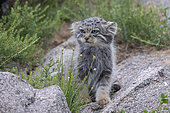 Pallas's cat (Otocolobus manul), Baby at den, Steppe area, East Mongolia, Mongolia, Asia