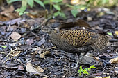 Photo très rare d'un Éperonnier de Bornéo (Polyplectron schleiermacheri), femelle en Forêt primaire, Sabah, Bornéo,Malaisie