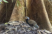 Very rare picture of Bornean peacock-pheasant (Polyplectron schleiermacheri), male in Primary forest, Sabah, Borneo, Malaysia, Asia