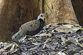 Very rare picture of Bornean peacock-pheasant (Polyplectron schleiermacheri), male in Primary forest, Sabah, Borneo, Malaysia, Asia