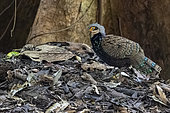 Very rare picture of Bornean peacock-pheasant (Polyplectron schleiermacheri), male in Primary forest, Sabah, Borneo, Malaysia, Asia