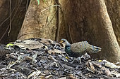 Very rare picture of Bornean peacock-pheasant (Polyplectron schleiermacheri), male in Primary forest, Sabah, Borneo, Malaysia, Asia