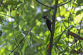 Orange-backed woodpecker (Reinwardtipicus validus) in Primary forest, Sabah, Borneo, Malaysia, Asia