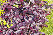 Ruby leaf alternanthera, Alternanthera dentata 'Purple Knight', foliage