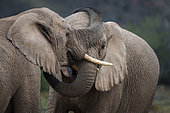 Two young African bush elephants (Loxodonta africana) interacting with each other. Karoo, Western Cape. South Africa