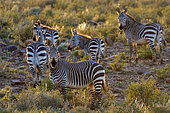 Cape mountain zebra (Equus zebra zebra). Karoo, Beaufort West, Western Cape, South Africa