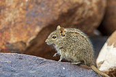 Four-striped grass mouse or four-striped grass rat (Rhabdomys pumilio). Northern Cape. South Africa.Image Number A1RT43257.