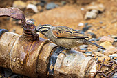 Cape bunting (Emberiza capensis) drinking from a leaky water pipe. Northern Cape. South Africa.