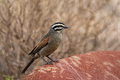 Cape bunting (Emberiza capensis) perched on a rock. Northern Cape. South Africa.