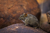 Four-striped grass mouse or four-striped grass rat (Rhabdomys pumilio). Northern Cape. South Africa. Image Number A1RT43427.