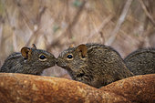 Four-striped grass mouse or four-striped grass rat (Rhabdomys pumilio). Northern Cape. South Africa. Image Number A1RT43444.