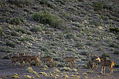 Greater kudu or kudoo (Tragelaphus strepsiceros) herd. Karoo Beaufort West, Western Cape, South Africa