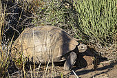 Leopard tortoise (Stigmochelys pardalis). Karoo. Beaufort West, Western Cape, South Africa