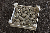 Box of pre sprouting 'Elodie' potatoes before planting in a vegetable garden