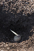 Planting a pre sprouting 'Elodie' potato in a hole in the kitchen garden