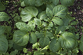 Elodie' potato plant three weeks after planting