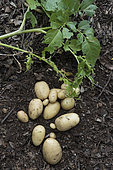 Harvest of 'Elodie' potatoes. Early variety