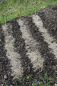 Sand-filled furrows for growing 'Touchon' carrots in a vegetable garden