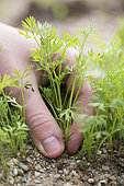 Thinning of 'Touchon' carrots in a vegetable garden