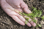 Young 'Touchon' carrot plants harvested after thinning