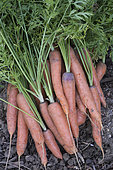 Harvest of 'Touchon' carrots. Early variety