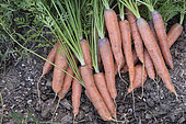 Harvest of 'Touchon' carrots. Early variety