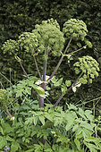 Angelica (Angelica archangelica) in flower in a vegetable garden