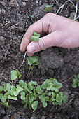 Thinning of "Treto" radishes in a vegetable garden