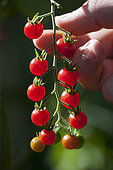 Red currant tomato = 'Red Currant' tomato (Lycopersicon pimpinellifolium) in the garden