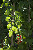 Red currant tomato = 'Red Currant' tomato (Lycopersicon pimpinellifolium) in the garden
