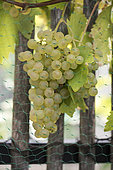 Bunch of 'Chasselas Doré de Fontainebleau' grapes protected by a bird net