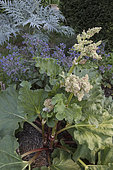 Rhubarb (Rheum rhabarbarum) flower stalk in a vegetable garden