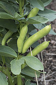 Fava bean 'Extra précoce à grano violetto' in a kitchen garden