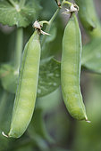 Dwarf pea 'Exzellenz